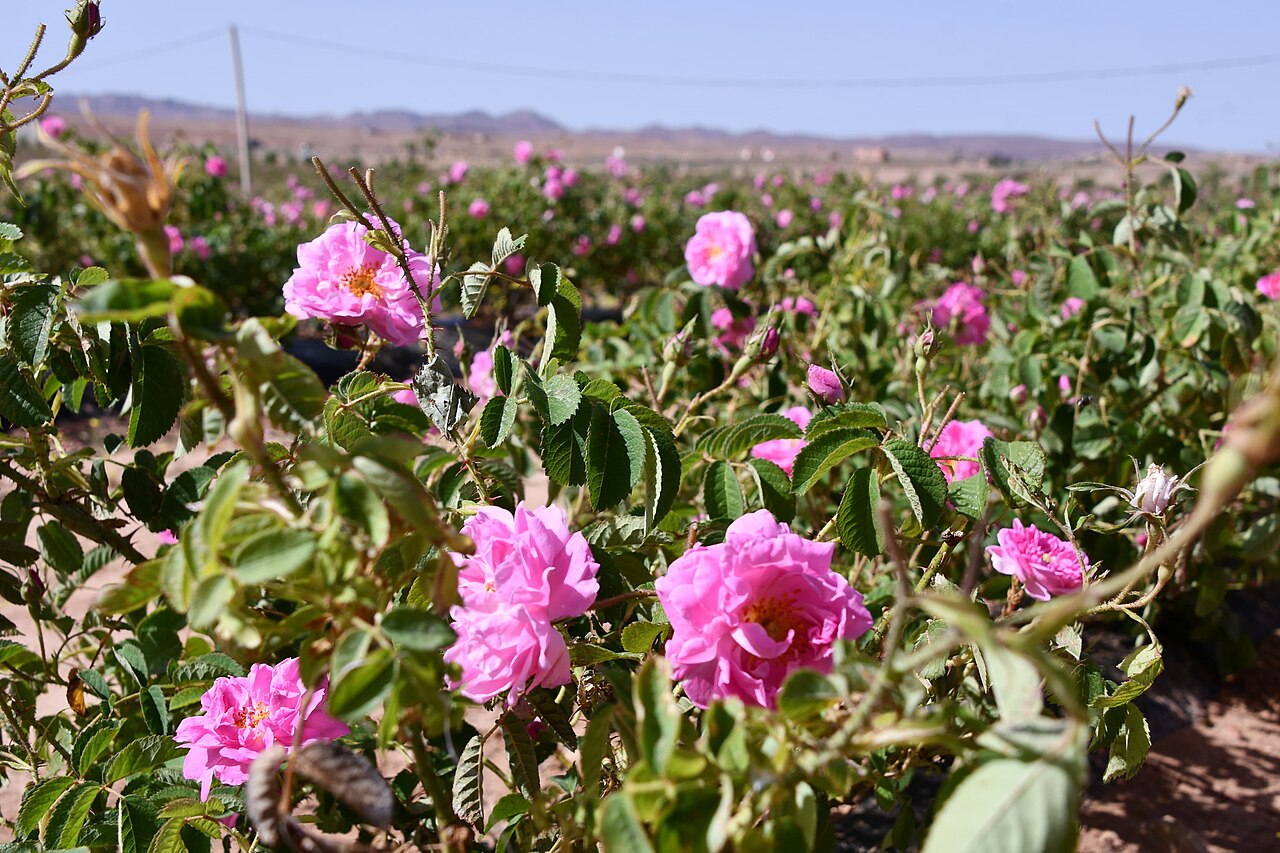 Champs de roses à Kelaat M'Gouna