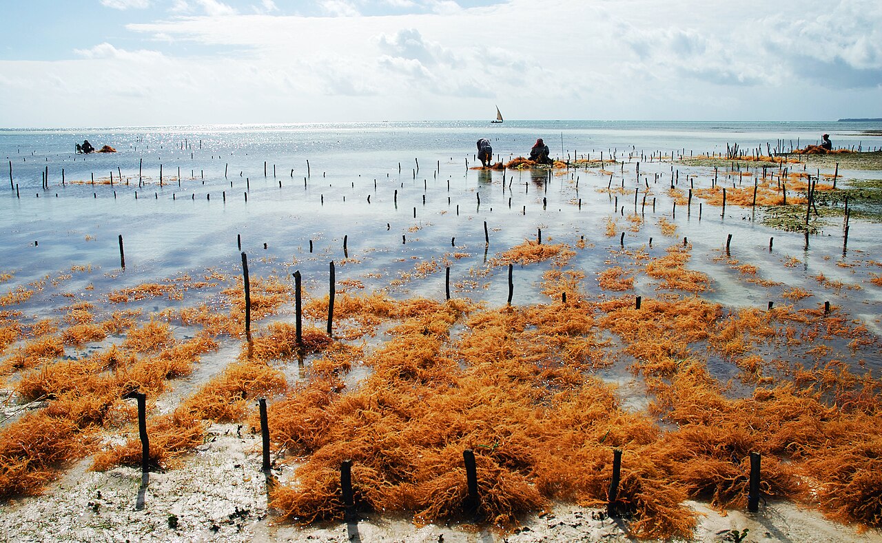 Culture d'algues à Uroa, Zanzibar