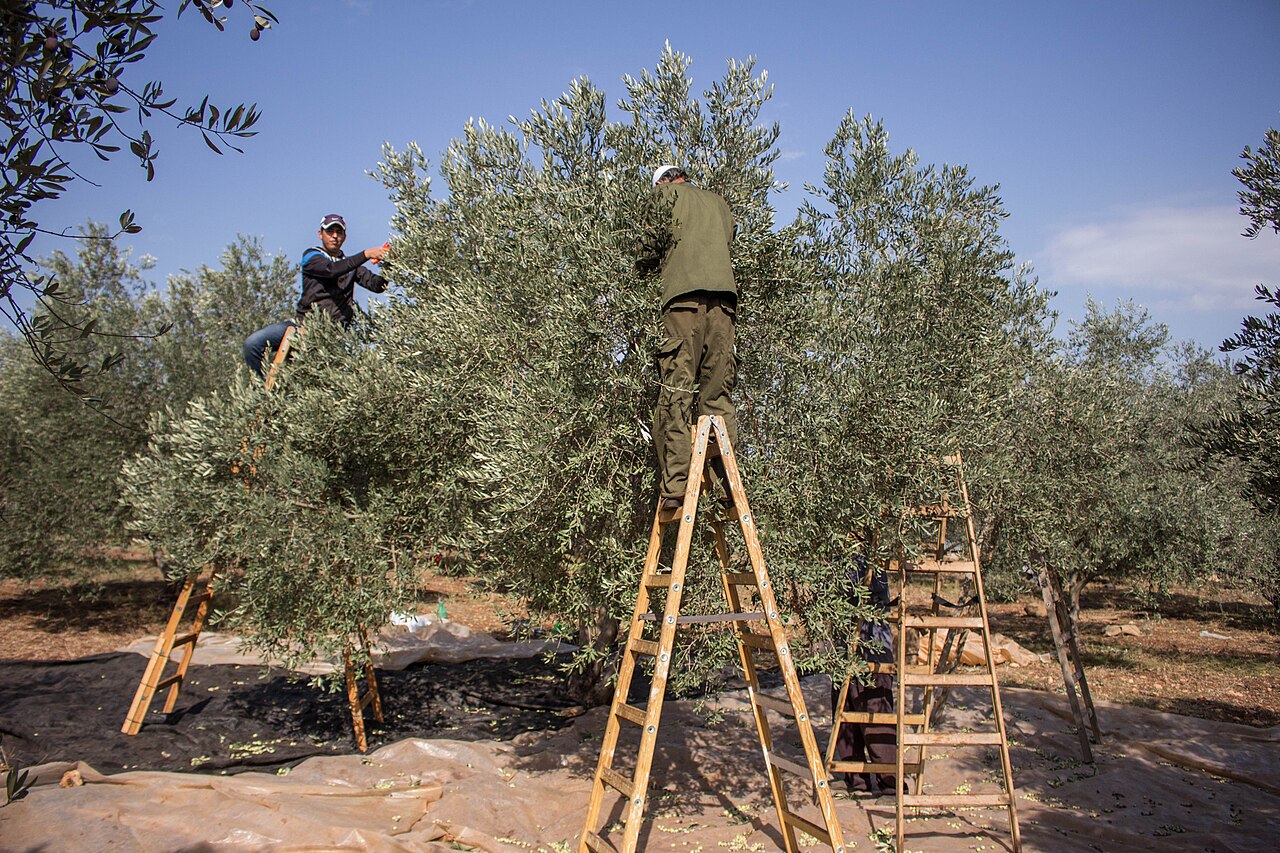 Récolte des olives en Cisjordanie (2015)