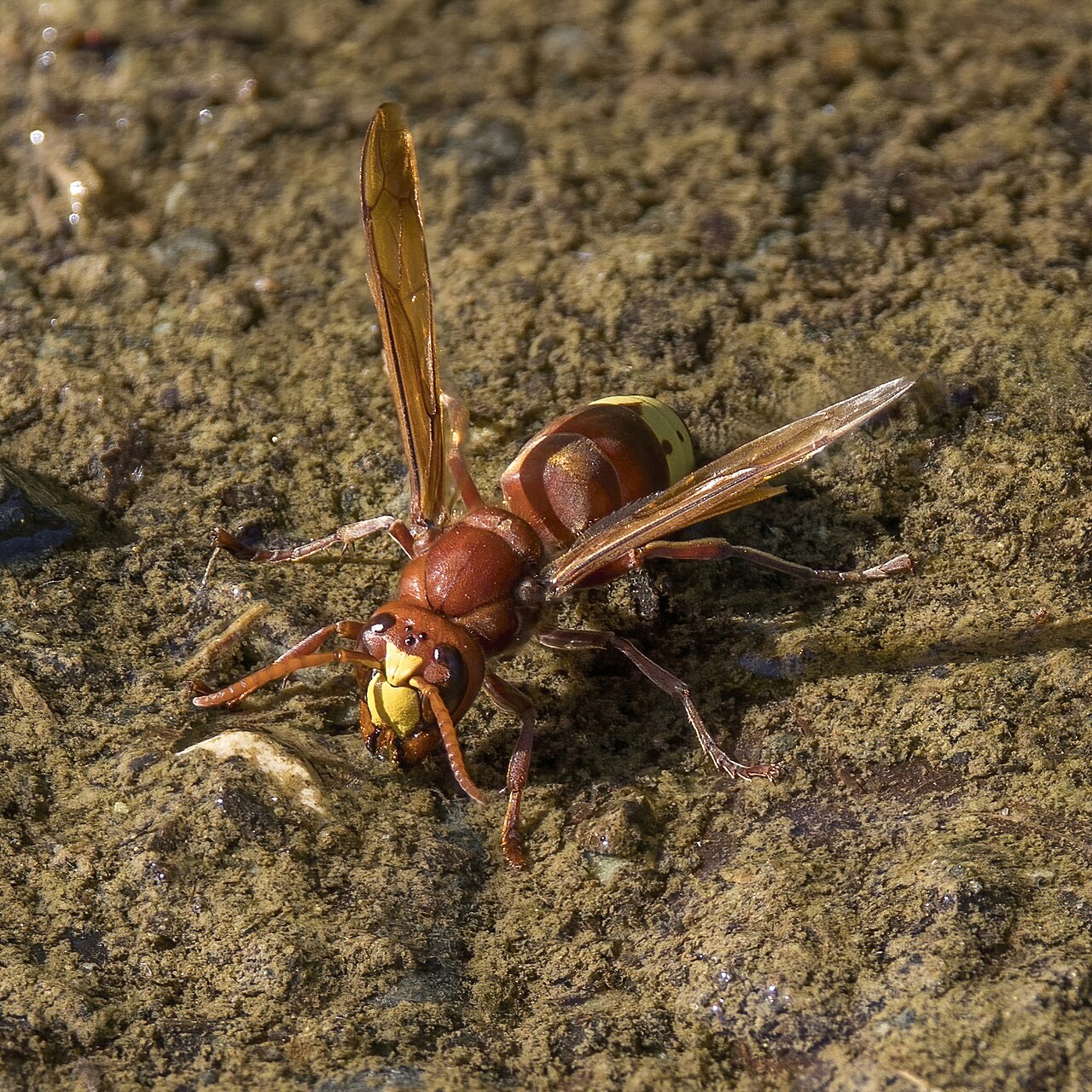 Un frelon oriental (Vespa orientalis)