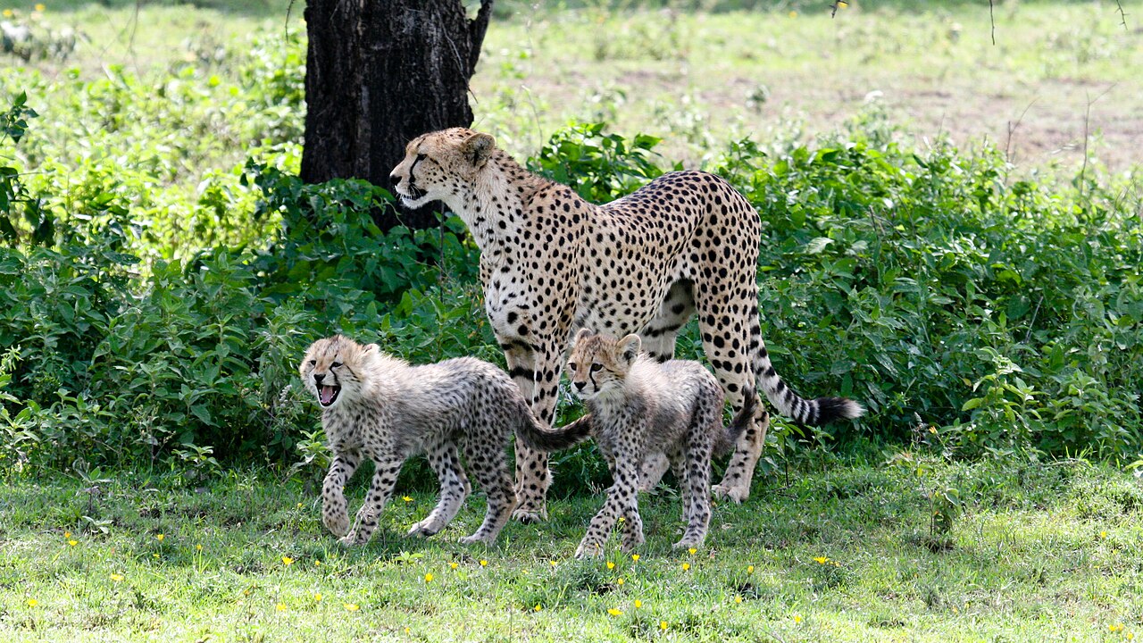 Une femelle guépard avec ses petits