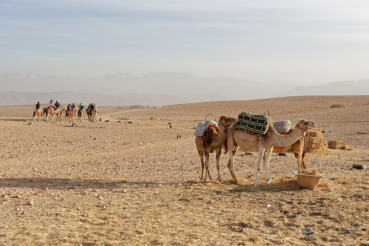 Dromadaires dans le désert d'Agafay, près de Marrakech