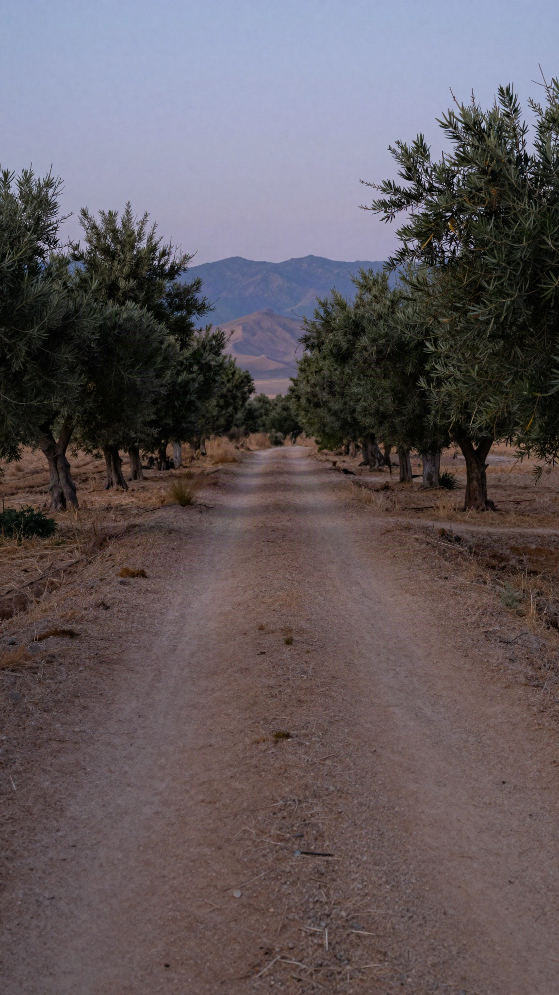 Illustration : un chemin entre des oliviers à la tombée du jour, près de Marrakech