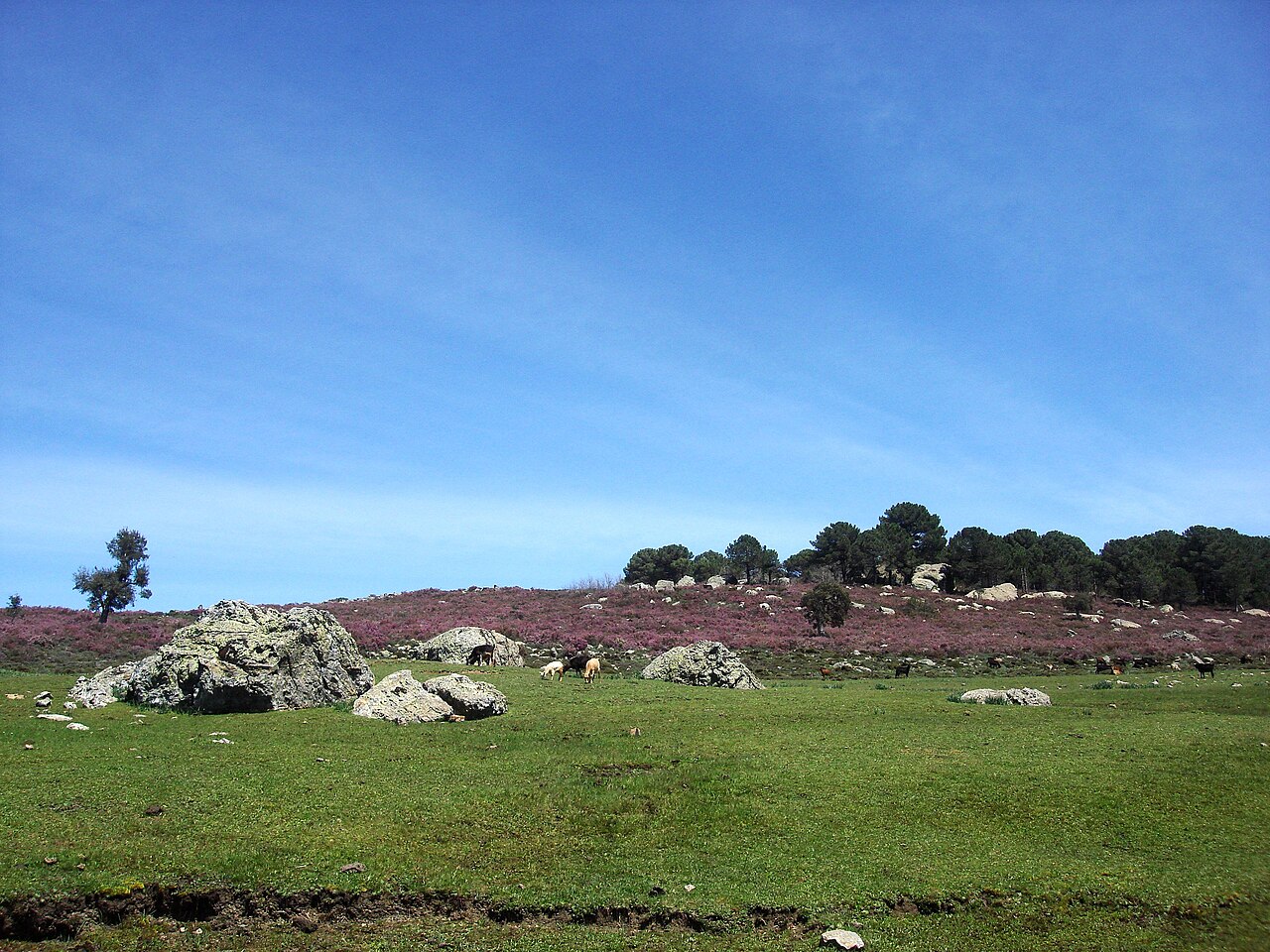 Parc naturel de Bouhachem, Rif