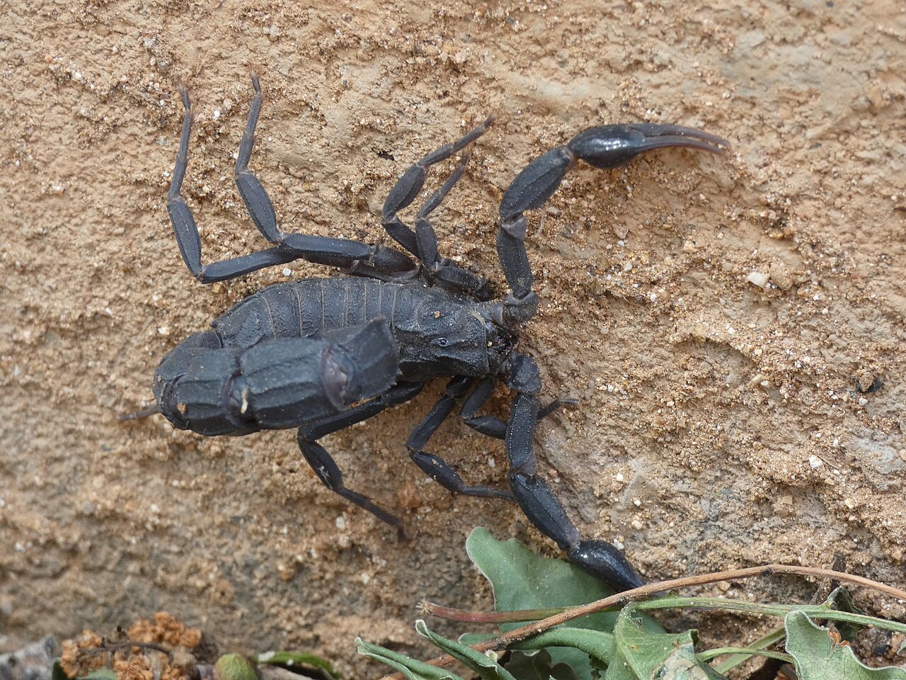 Scorpion noir Androctonus mauritanicus, Haouz