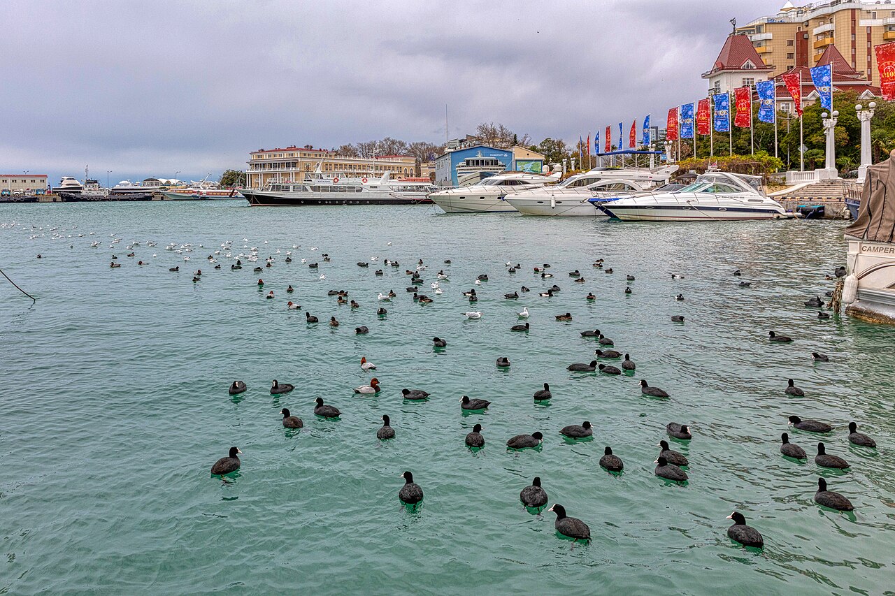 Le port de Sotchi, sur la mer Noire