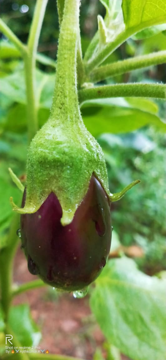 Plant d'aubergine avec ses fruits