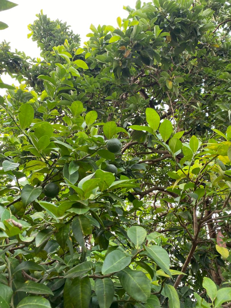 Citrons sur un citronnier