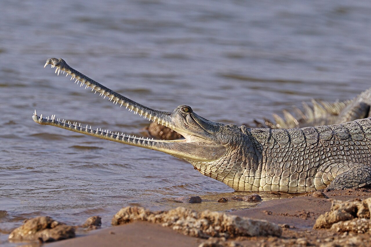 Tête d'un gavial du Gange, cousin actuel du fossile