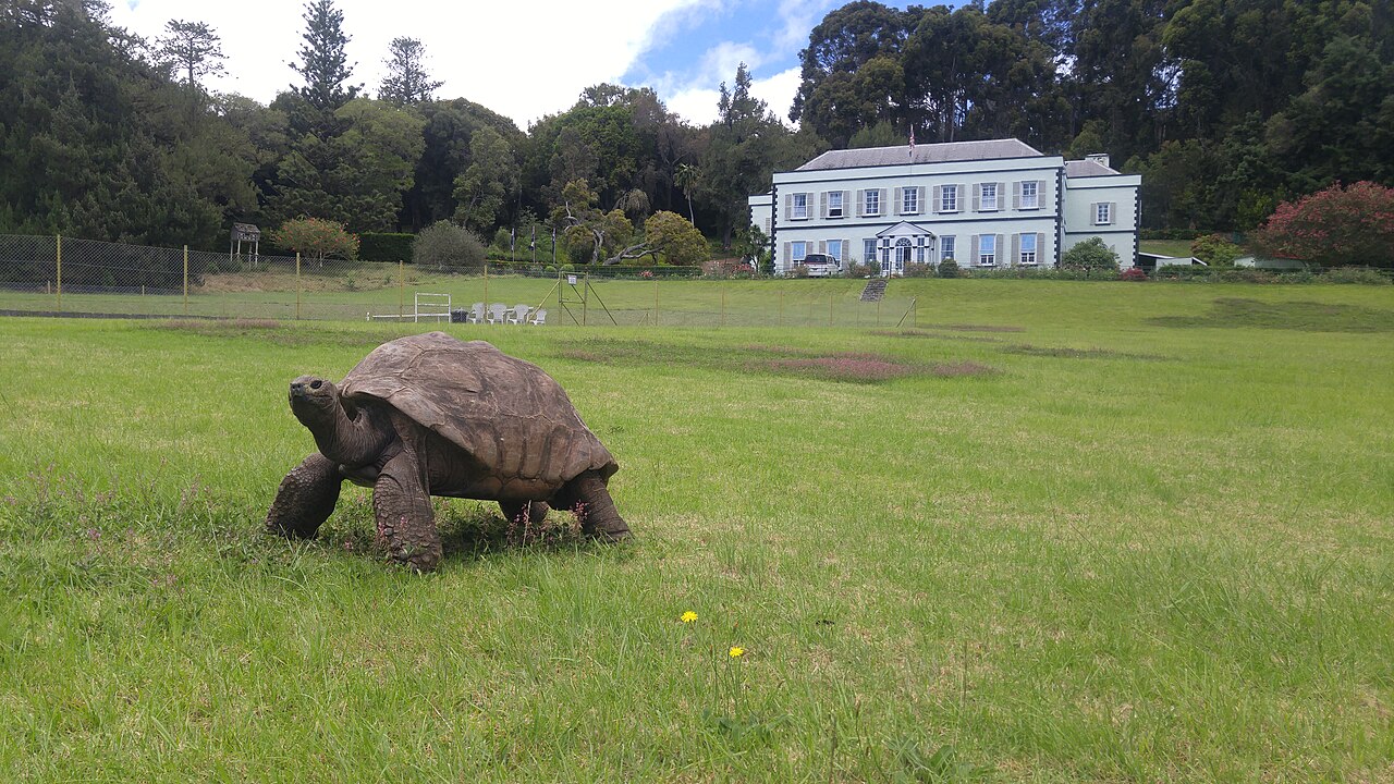 Jonathan, tortue géante, à Plantation House, Sainte-Hélène