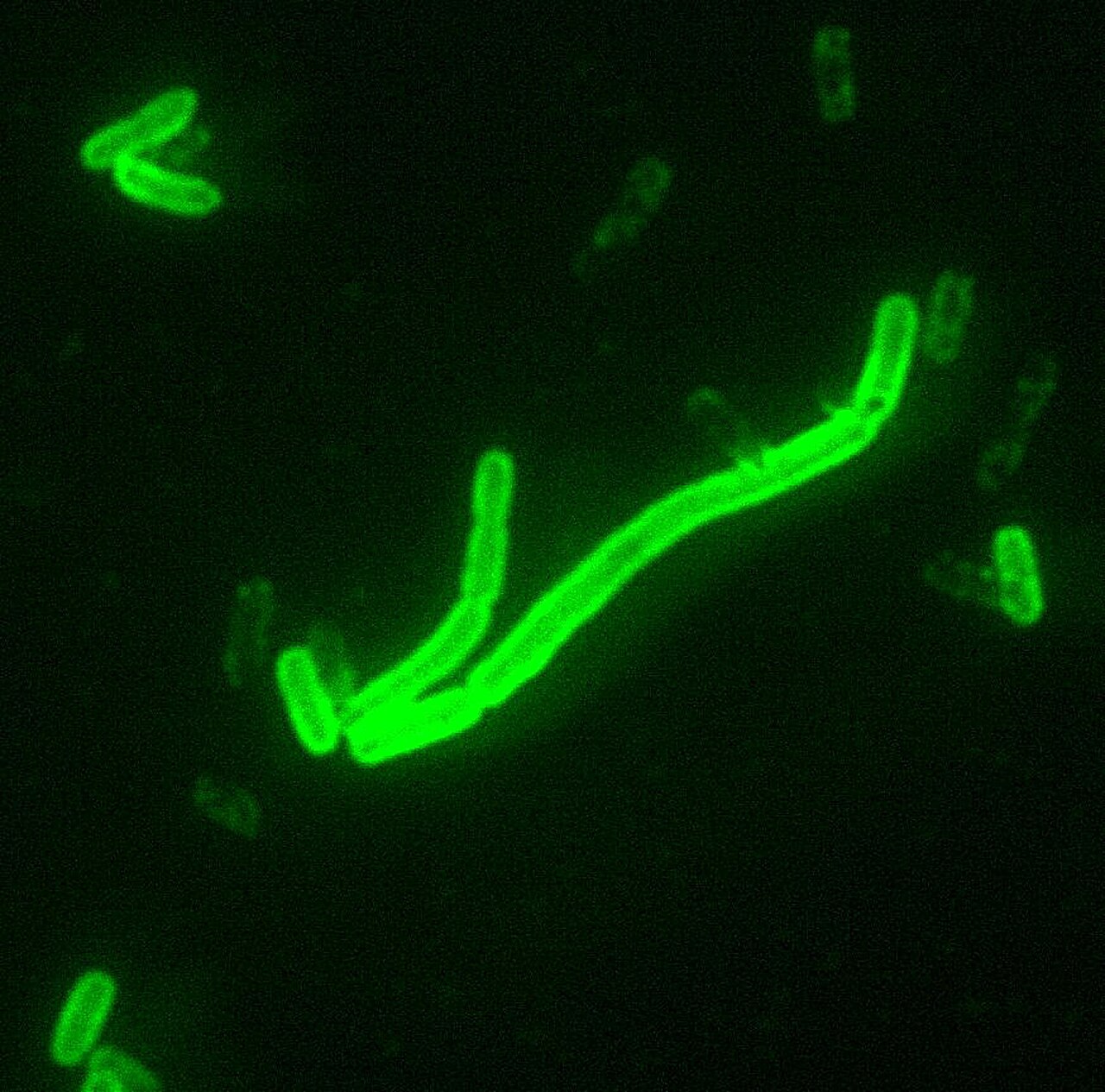 Bacille de la peste (Yersinia pestis) au microscope