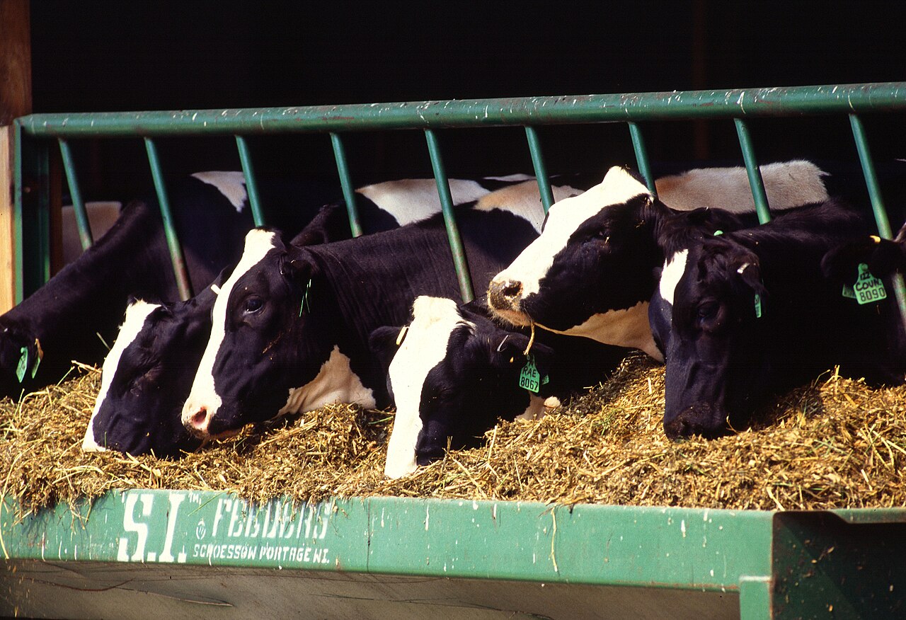 Vaches laitières Holstein