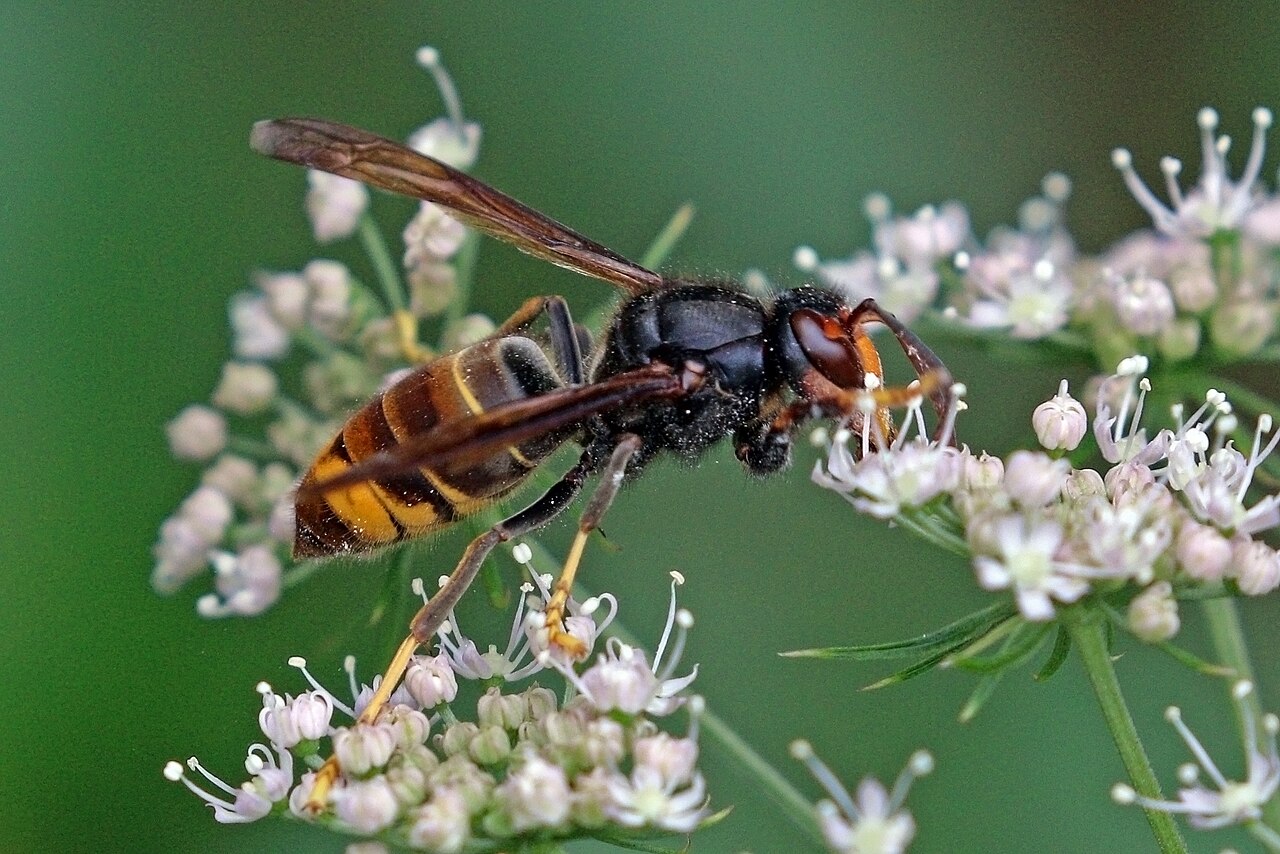 Frelon asiatique (Vespa velutina)