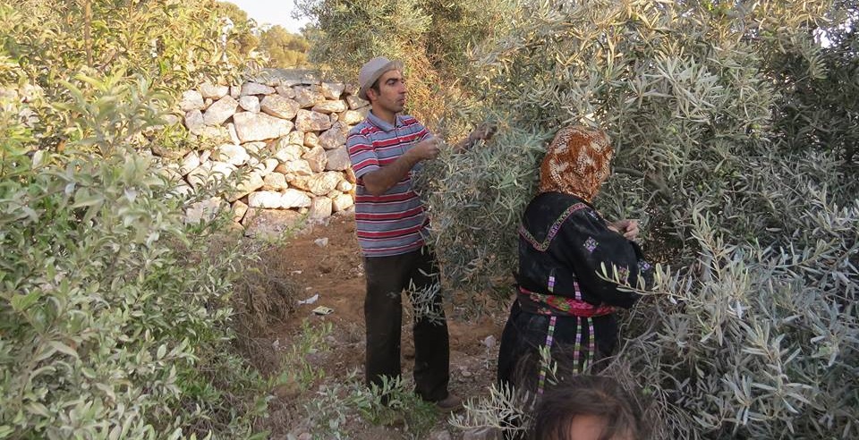 Récolte des olives en Palestine