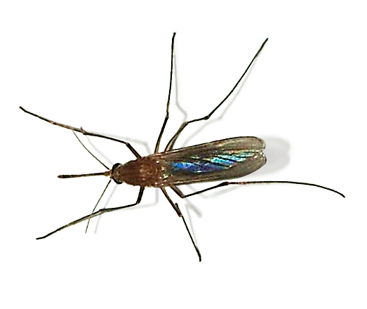 Moustique Culex pipiens